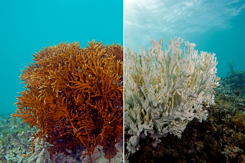 Major bleaching event on the Great Barrier Reef, Australia